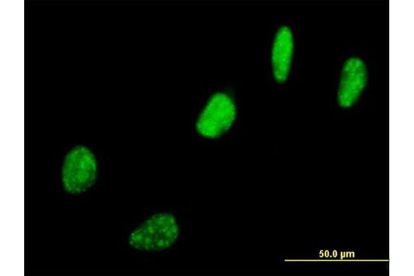 SNURF antibody  (AA 1-240)
