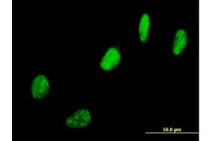 Immunofluorescence of purified MaxPab antibody to SNURF on HeLa cell. (SNURF antibody  (AA 1-240))