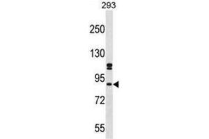 SUPT6H Antibody (N-term) western blot analysis in 293 cell line lysates (35µg/lane). (Spt6 antibody  (N-Term))