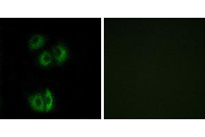 Peptide - +Immunofluorescence analysis of A549 cells, using CELSR3 antibody. (CELSR3 antibody  (Internal Region))