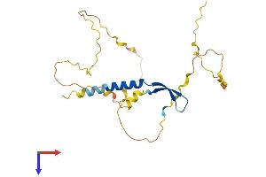 BCL7C Protein (AA 1-217) (His tag)