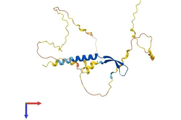 BCL7C Protein (AA 1-217) (His tag)