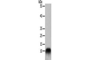 Western Blotting (WB) image for anti-Cytochrome C Oxidase Subunit VIIb (COX7B) antibody (ABIN2421040) (COX7B antibody)