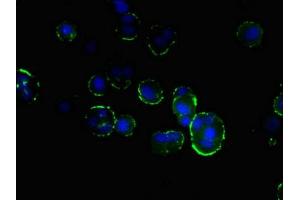 Immunofluorescent analysis of MCF-7 cells using ABIN7165329 at dilution of 1:100 and Alexa Fluor 488-congugated AffiniPure Goat Anti-Rabbit IgG(H+L) (TMEM166 antibody  (AA 58-152))