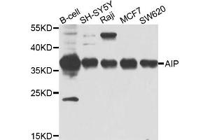 Western blot analysis of extracts of various cells, using AIP antibody. (AIP antibody)