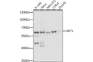 Western blot analysis of extracts of various cell lines, using  antibody (ABIN6127334, ABIN6136734, ABIN6136739 and ABIN6221182) at 1:1000 dilution. (AKT1 antibody  (AA 1-150))