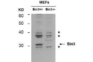 Western Blot of Mouse anti-BIN3 antibody.