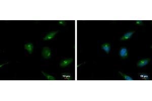 Immunofluorescence (IF) image for anti-Plasminogen Activator Inhibitor 2 (SERPINB2) (Center) antibody (ABIN2855574)