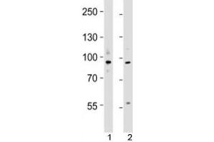 Western Blotting (WB) image for anti-Ubiquitin-Like, Containing PHD and RING Finger Domains, 1 (UHRF1) (N-Term) antibody (ABIN3029441)