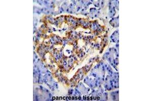 CUZD1 Antibody (C-term) immunohistochemistry analysis in formalin fixed and paraffin embedded human pancrease tissue followed by peroxidase conjugation of the secondary antibody and DAB staining. (CUZD1 antibody  (C-Term))