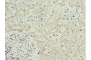 Immunohistochemistry of paraffin-embedded human liver tissue using ABIN7169619 at dilution of 1:100 (SPCS3 antibody  (AA 33-180))