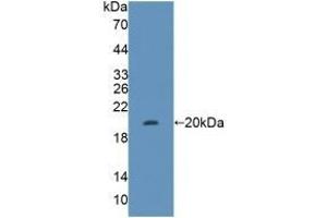 FH antibody  (AA 45-188)