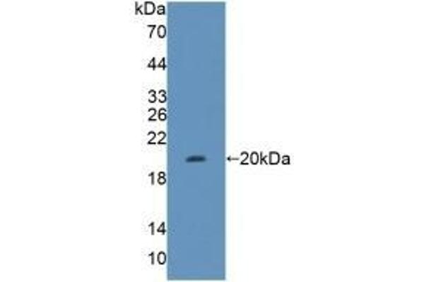 FH antibody  (AA 45-188)