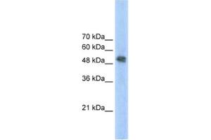 Western Blotting (WB) image for anti-Ferrochelatase (FECH) antibody (ABIN2462452) (FECH antibody)