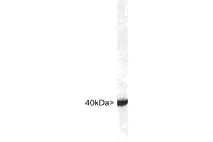 Blots of crude rat brain lysates blotted with ABIN1580409.