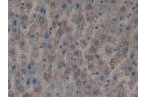Detection of MFAP2 in Rat Liver Tissue using Polyclonal Antibody to Microfibrillar Associated Protein 2 (MFAP2) (MFAP2 antibody  (AA 8-171))