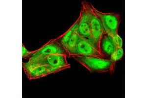 Immunocytochemistry (ICC) image for anti-RAN, Member RAS Oncogene Family (RAN) (AA 1-216) antibody (ABIN5876159) (RAN antibody  (AA 1-216))