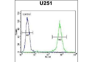 Flow cytometric analysis of U251 cells (right histogram) compared to a negative control cell (left histogram). (GGTLC2 antibody  (AA 127-154))