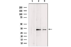 Western blot analysis of extracts from various samples, using CHMP4B antibody.