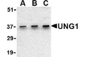 Western blot analysis of UNG1 in C2C12 cell lysate with this product at (A) 0. (UNG antibody  (C-Term))