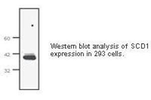 Image no. 1 for anti-Stearoyl-CoA Desaturase (Delta-9-Desaturase) (SCD) antibody (ABIN207646) (SCD antibody)