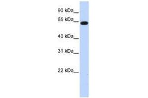 Image no. 1 for anti-Family with Sequence Similarity 189, Member B (FAM189B) (AA 143-192) antibody (ABIN6740398)