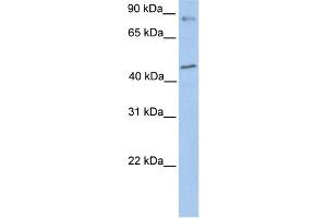 WB Suggested Anti-POLK Antibody Titration:  0. (POLK antibody  (Middle Region))