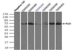 Image no. 1 for anti-Polo-Like Kinase 1 (PLK1) antibody (ABIN1500279) (PLK1 antibody)