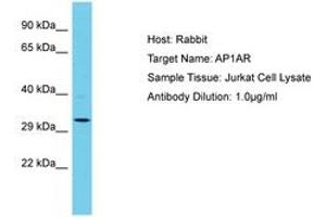AP1AR antibody  (AA 202-251)