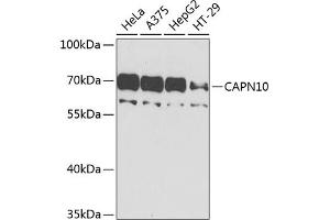 Western blot analysis of extracts of various cell lines, using C antibody (ABIN6127545, ABIN6137913, ABIN6137915 and ABIN6225199) at 1:1000 dilution. (CAPN10 antibody  (AA 1-230))