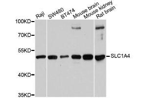 Western blot analysis of extracts of various cell lines, using SLC1A4 antibody. (SLC1A4 antibody  (AA 140-220))