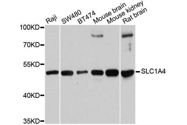 SLC1A4 Antikörper  (AA 140-220)