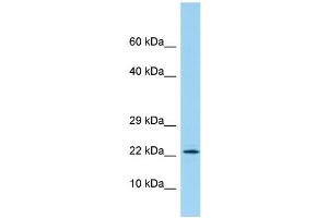 Host: Rabbit Target Name: PBOV1 Sample Type: 721_B Whole Cell lysates Antibody Dilution: 1. (PBOV1 antibody  (N-Term))