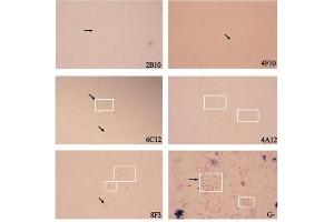 Immunochemical Staining using Goat Anti-Mouse IgM HRP. (Goat anti-Mouse IgM Antibody (HRP))