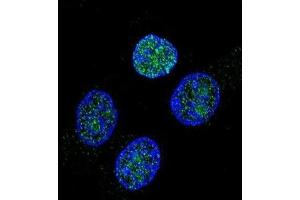 Immunofluorescence (IF) image for anti-Vitamin K-dependent protein C (PROC) antibody (ABIN2997388)