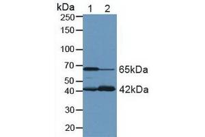 Figure. (Glutaminase antibody  (AA 221-533))