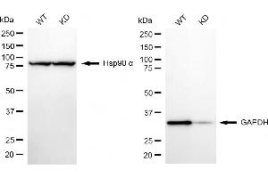 Western blotting analysis using GAPDH antibody (ABIN7798766). (Recombinant GAPDH antibody)