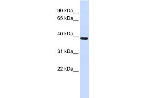 WB Suggested Anti-FBXO24 Antibody Titration:  0. (FBXO24 antibody  (Middle Region))