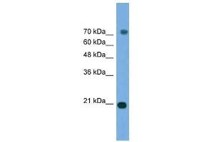 MAPK6 antibody used at 0. (MAPK6 antibody  (Middle Region))