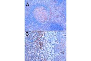ABIN184983 (1 ug/ml) staining of paraffin embedded Human Tonsil. (TRIM5 antibody  (N-Term))