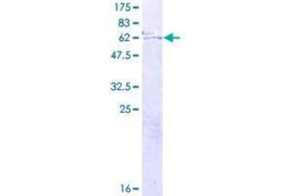 DOK3 Protein (AA 1-330) (GST tag)