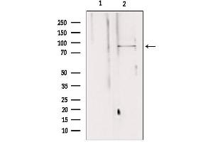 Western blot analysis of extracts from 293, using AGGF1 antibody. (AGGF1 antibody  (Internal Region))