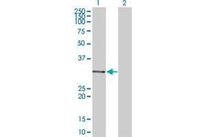 MDFI antibody  (AA 33-110)