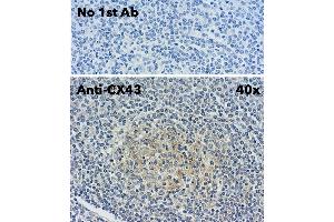 Immunohistochemistry (IHC) image for anti-Gap Junction Protein, alpha 1, 43kDa (GJA1) (C-Term) antibody (ABIN1440035) (Connexin 43/GJA1 antibody  (C-Term))