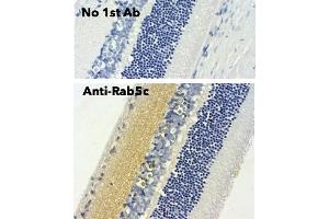 Immunohistochemistry (IHC) image for anti-RAB5C, Member RAS Oncogene Family (Rab5c) (C-Term) antibody (ABIN6254194) (Rab5c antibody  (C-Term))