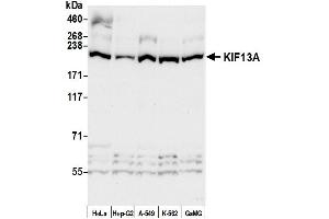 anti-Kinesin Family Member 13A (KIF13A) (AA 1675-1725) antibody