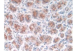 DAB staining on IHC-P; Samples: Human Kidney Tissue (APLP2 antibody  (AA 607-852))