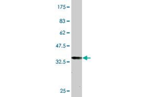 TSHZ1 antibody  (AA 619-717)