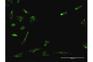 Immunofluorescence (IF) image for anti-ATPase Family, AAA Domain Containing 3A (ATAD3A) (AA 1-586) antibody (ABIN950090)