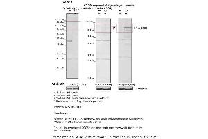 Sample Type: 1. (COG5 antibody  (N-Term))